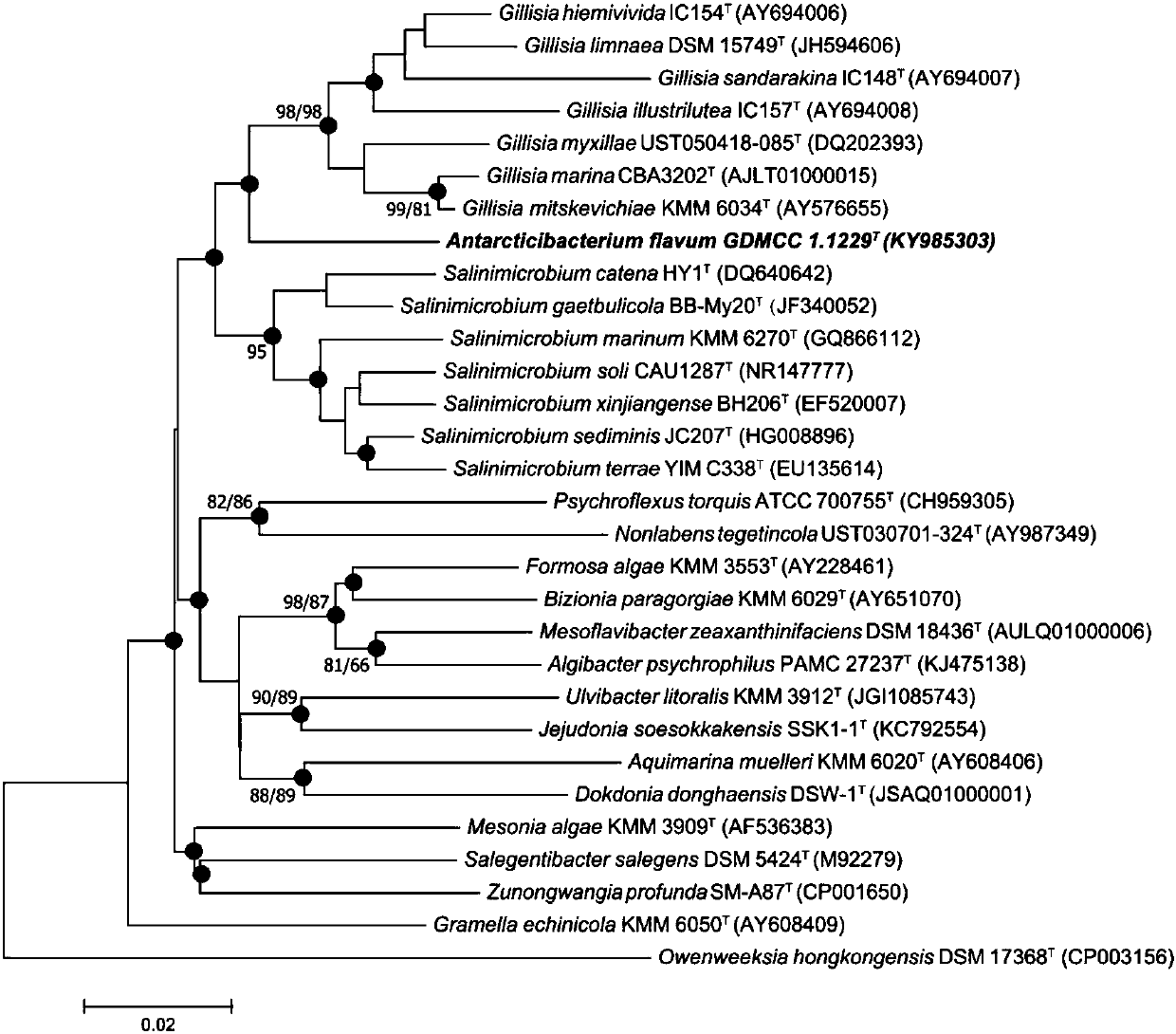 Antarcticibacterium flavum JB01H24 and application thereof