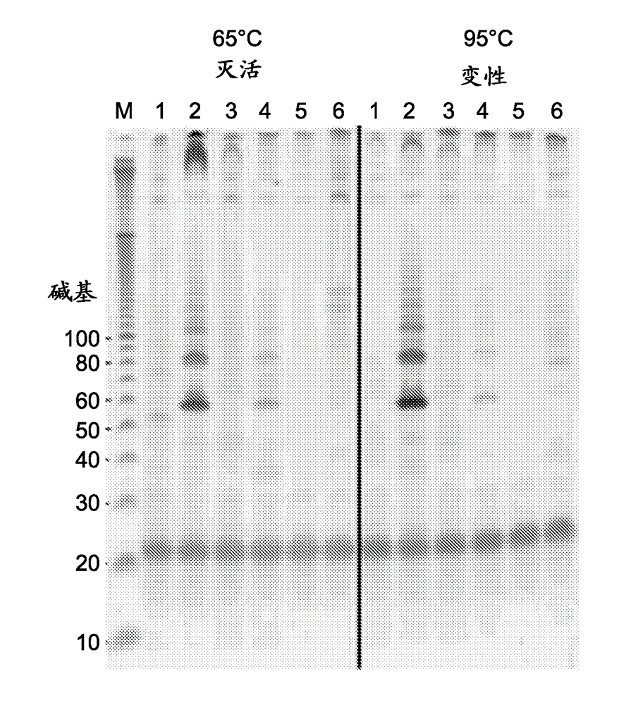 Kit for isothermal DNA amplification starting from an RNA template
