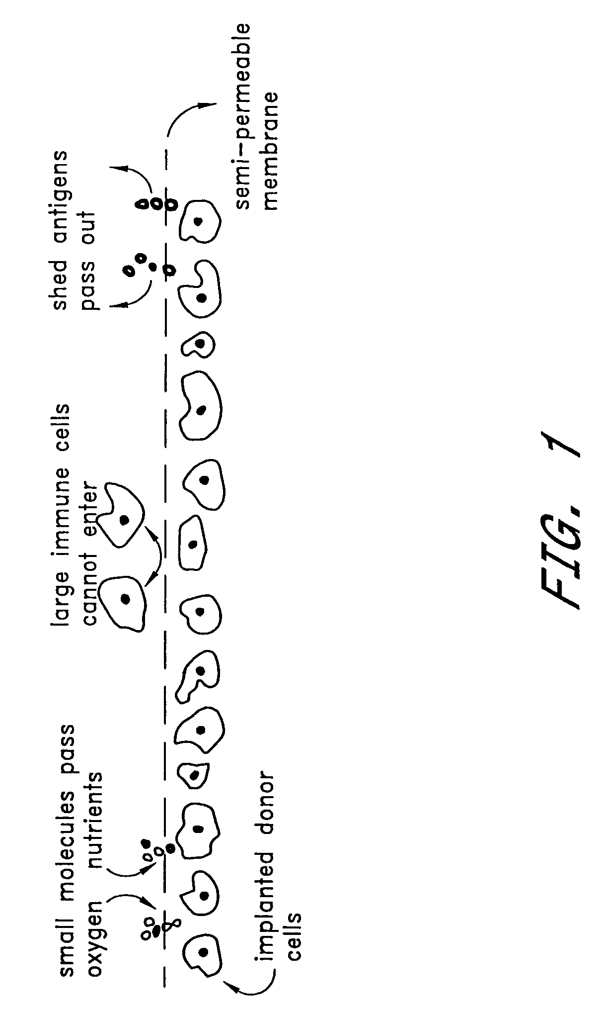 Method of treatment of diabetes through induction of immunological tolerance