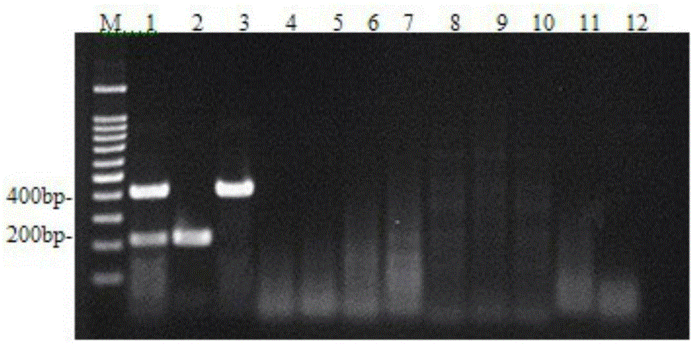 H9 Subtype Avian Influenza Virus and Duck Tembusu Virus Duplex RT-PCR Detection Kit