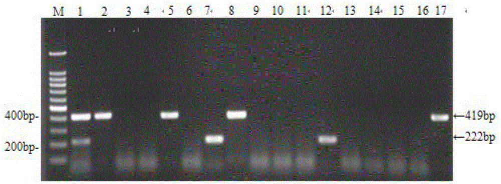 H9 Subtype Avian Influenza Virus and Duck Tembusu Virus Duplex RT-PCR Detection Kit