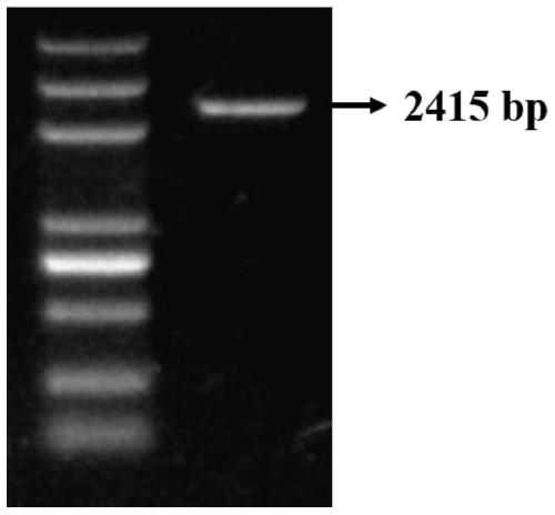 Endoglucanase, its coding gene cel5a-h42 and its application