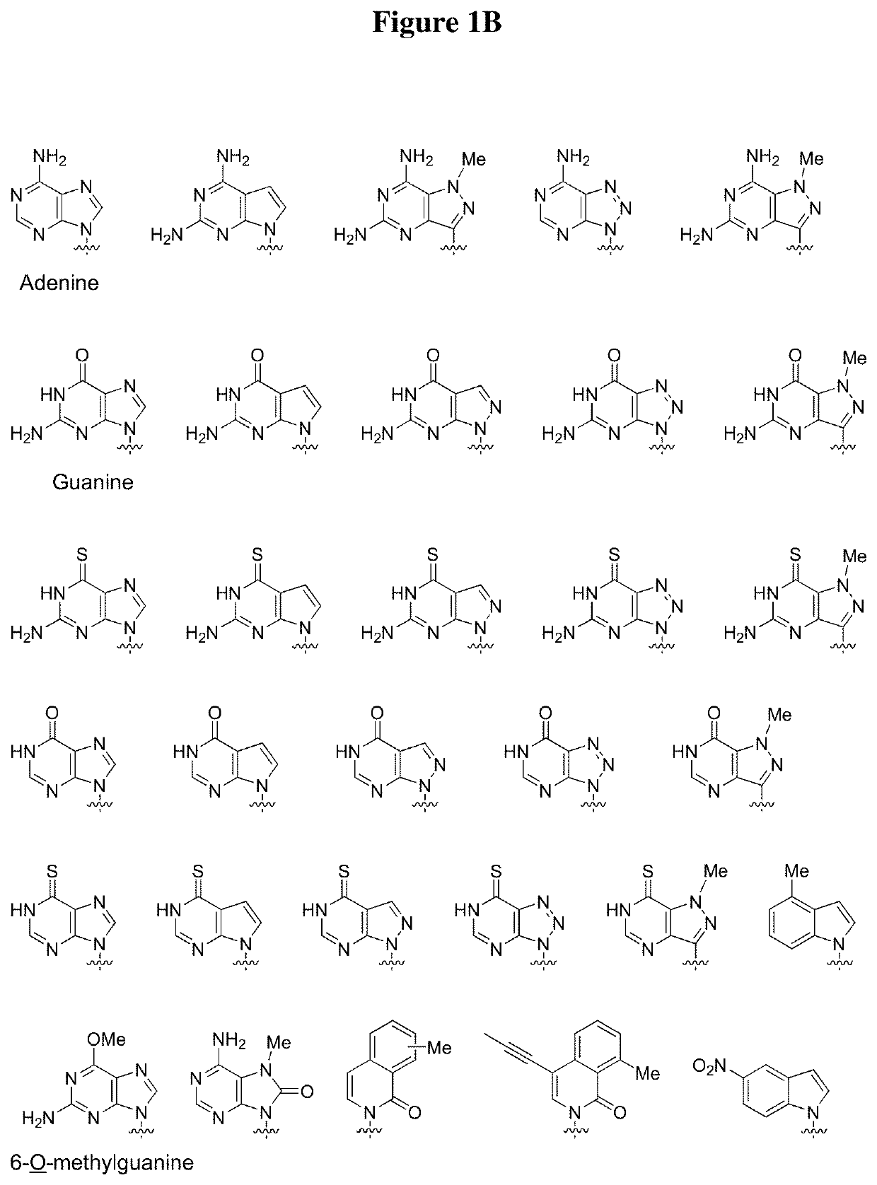 Androgen receptor antisense oligonucleotides