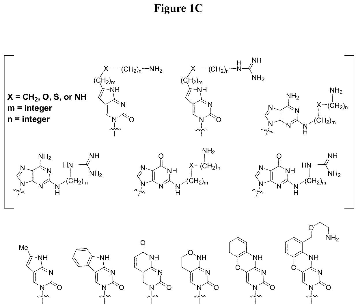 Androgen receptor antisense oligonucleotides