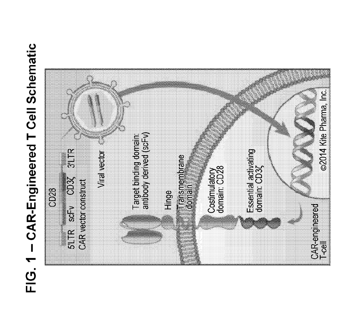 Diagnostic methods for t cell therapy