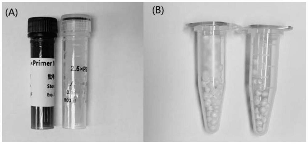 DIP rapid amplification detection reagent for fully-integrated micro-fluidic chip and application of DIP rapid amplification detection reagent