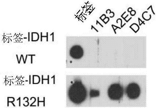Anti-IDH1 R132H antibody as well as preparation method and application thereof