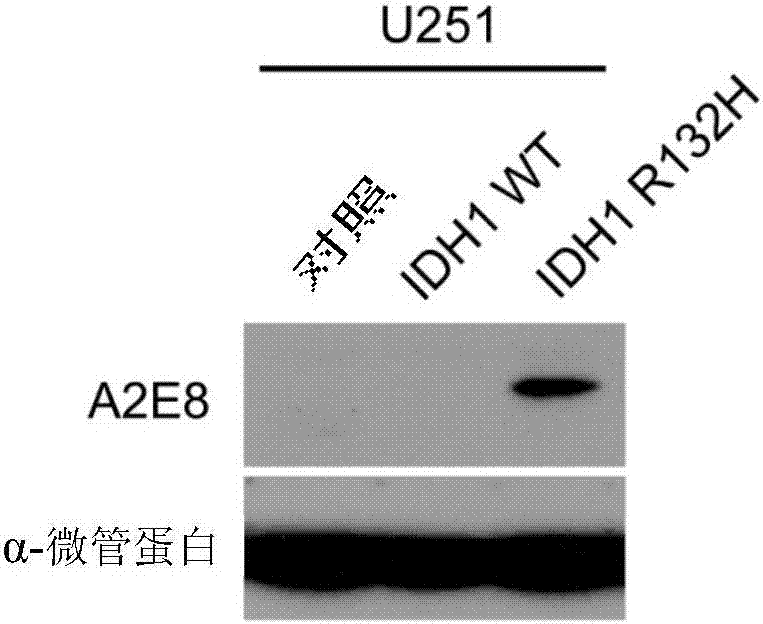 Anti-IDH1 R132H antibody as well as preparation method and application thereof