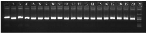Method, primers and application for detecting SMN1 and SMN2 gene mutation