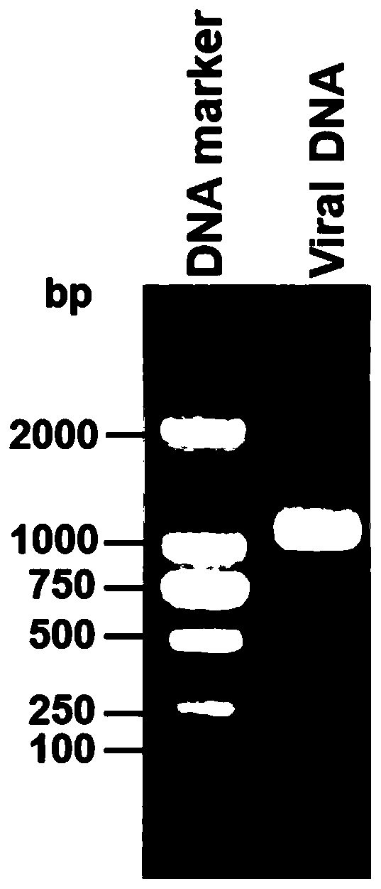 Construction method of fusarium graminearum single-stranded circular DNA (Deoxyribonucleic Acid) virus FgGMTV1/HB58 infectious cloning