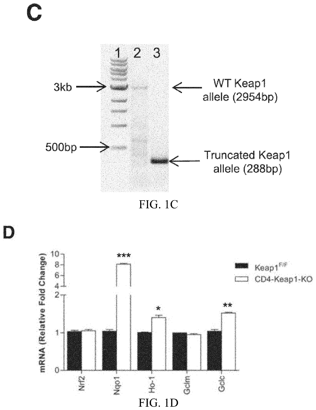 Compositions and methods for the study and treatment of acute kidney injury