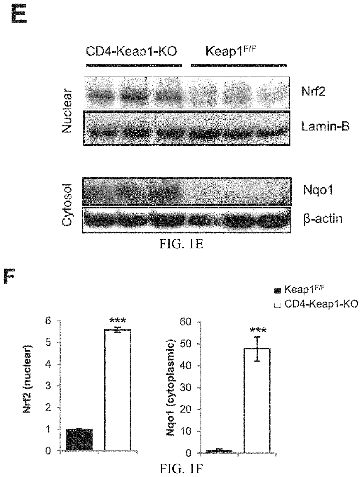 Compositions and methods for the study and treatment of acute kidney injury