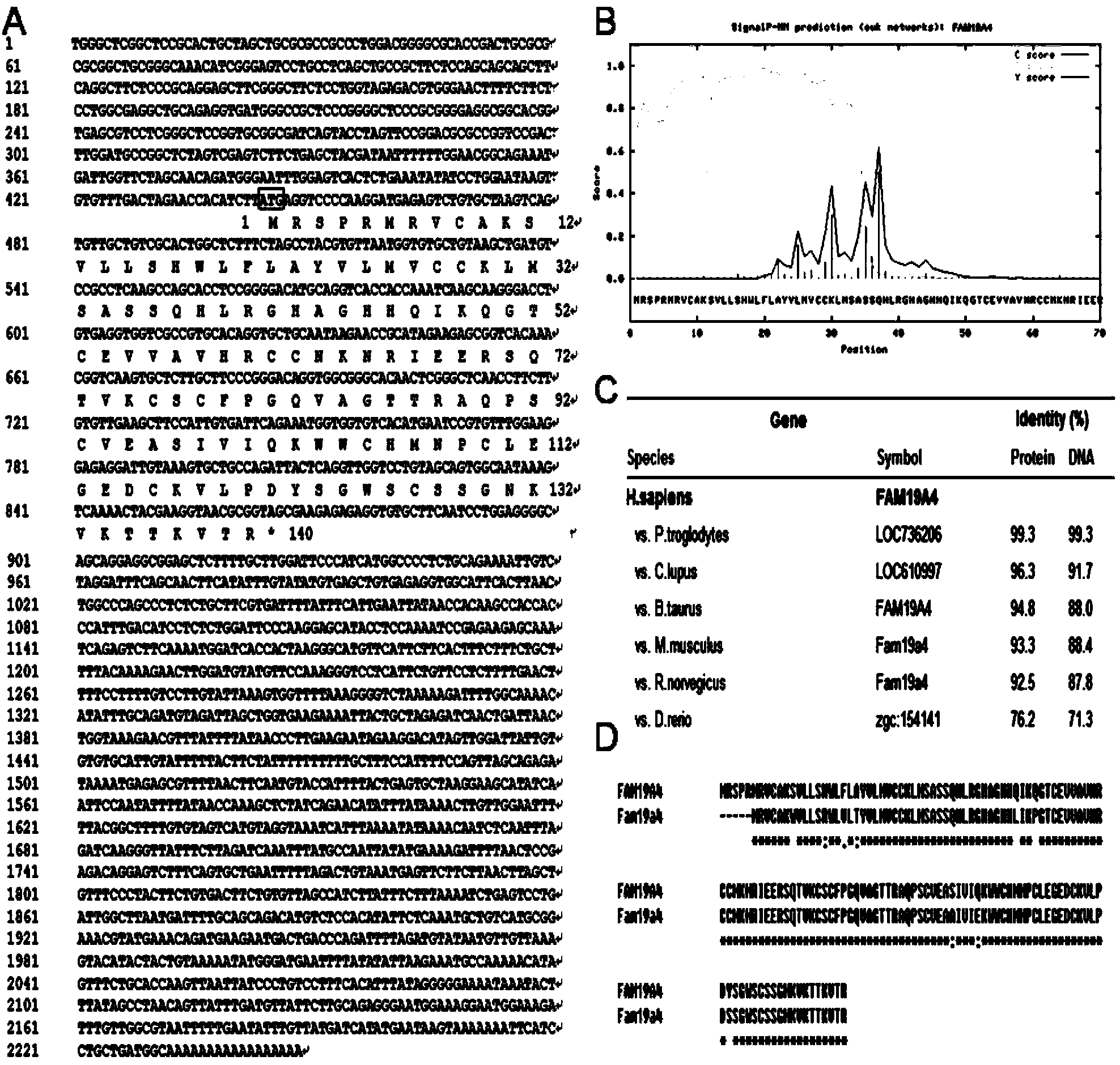 Cell factor FAM19A4 with anti-infection and antineoplastic activity and application thereof