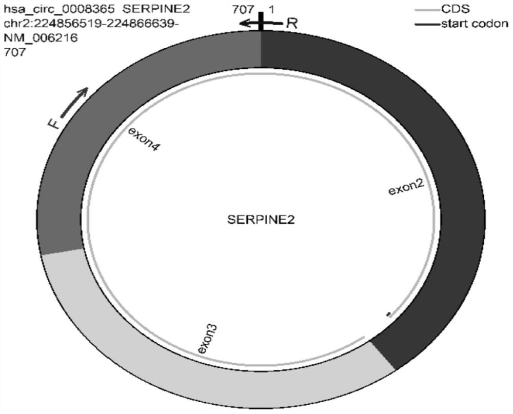 Application method of circular RNA CircSERPINE2 and detection and treatment preparation