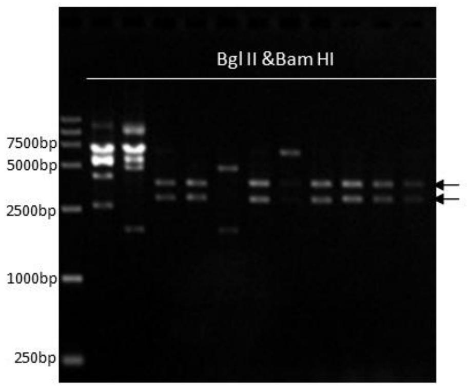 A modified recombinant human type III collagen mature peptide containing hydroxyproline, its preparation method and application