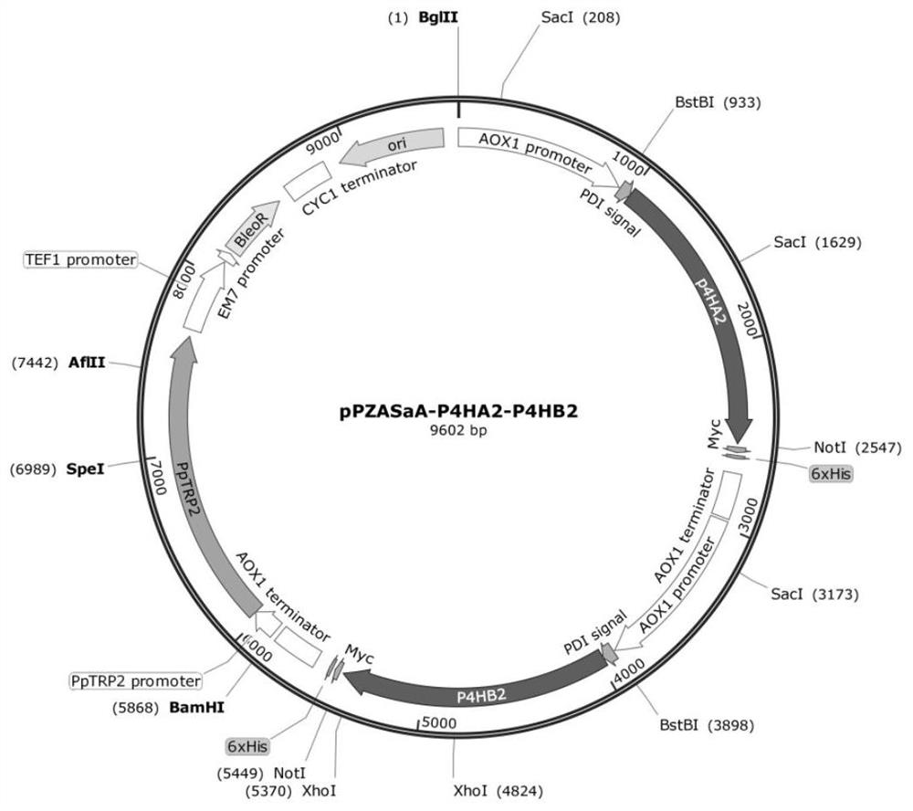 A modified recombinant human type III collagen mature peptide containing hydroxyproline, its preparation method and application