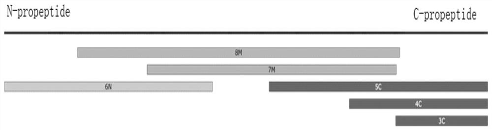 A modified recombinant human type III collagen mature peptide containing hydroxyproline, its preparation method and application