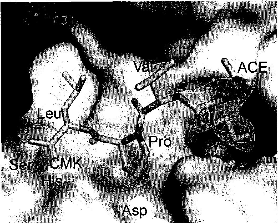 Specific inhibitor for toxic protein granzyme M of human immune system, preparation method and application