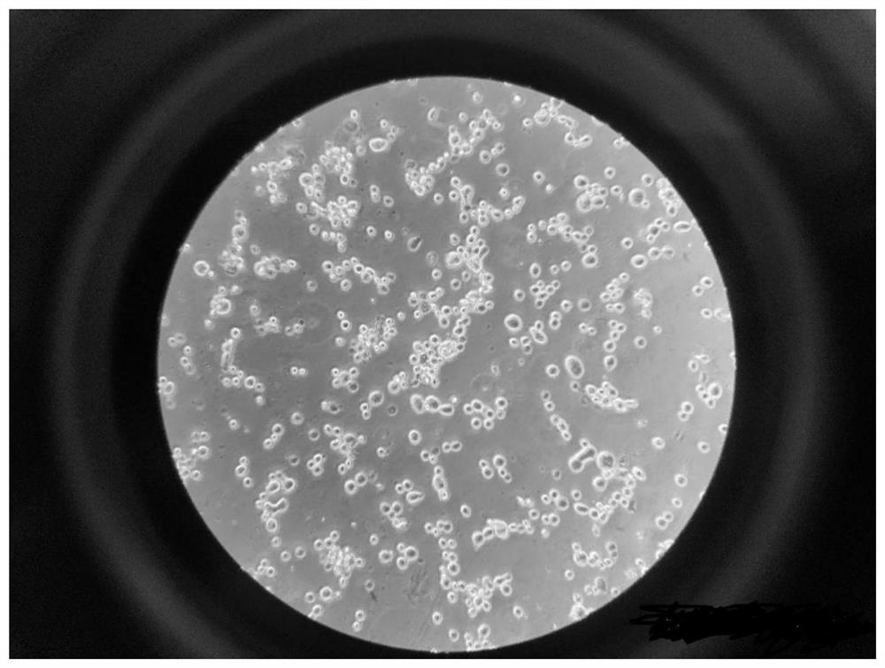 A kind of cell microcarrier matrix and its application