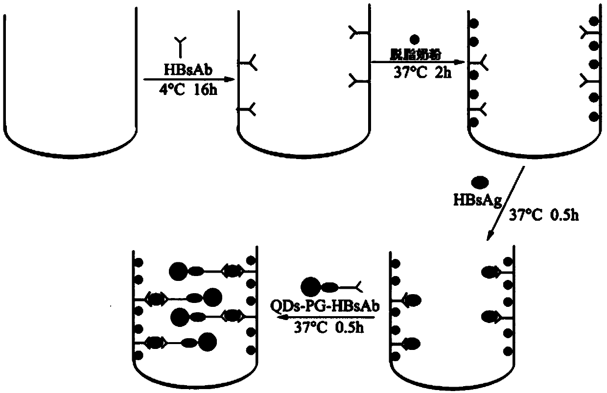 Immunoassay reagent kit based on flexible core-shell quantum dot coupling marker and application method of immunoassay reagent kit