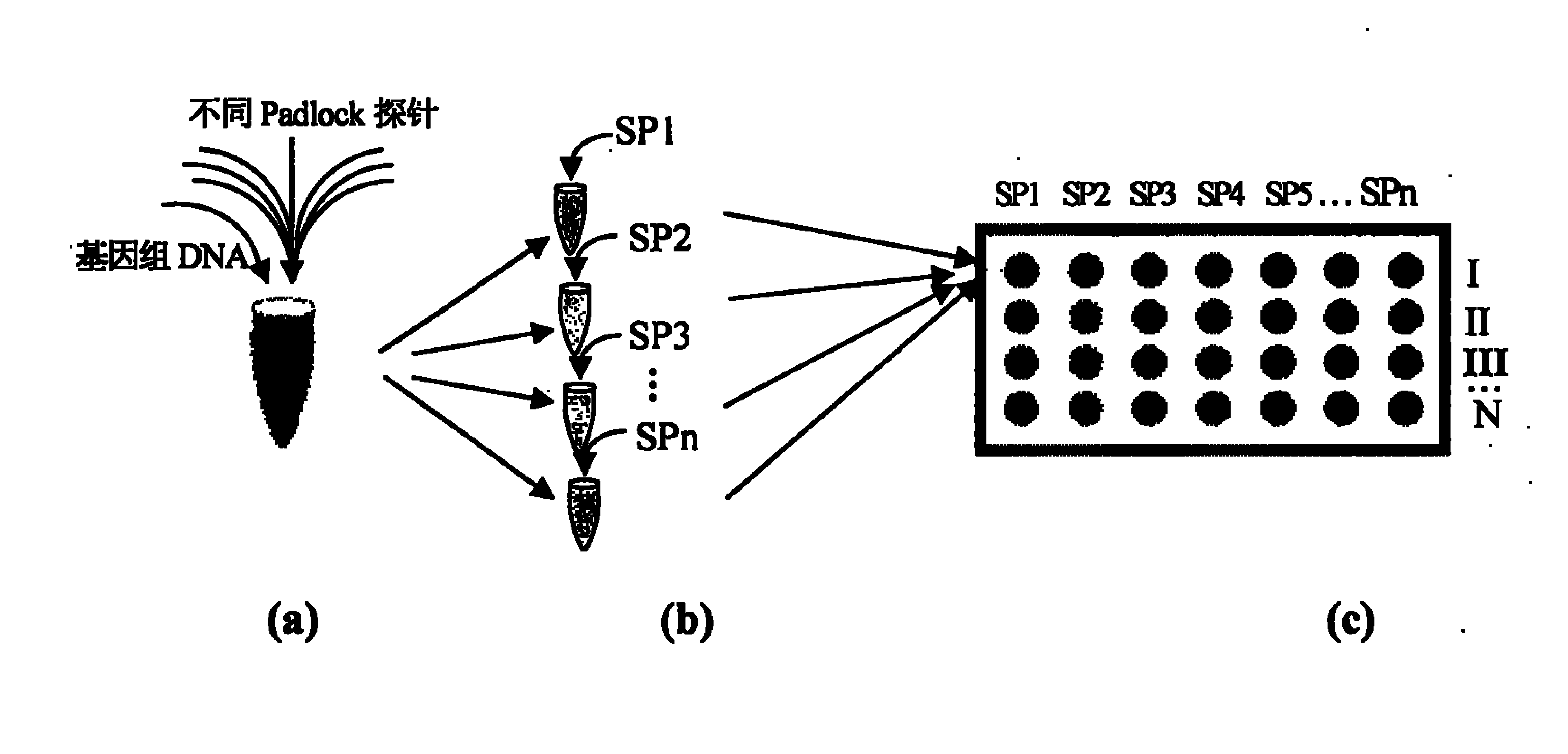 Multi-sample multi-site SNP detection method