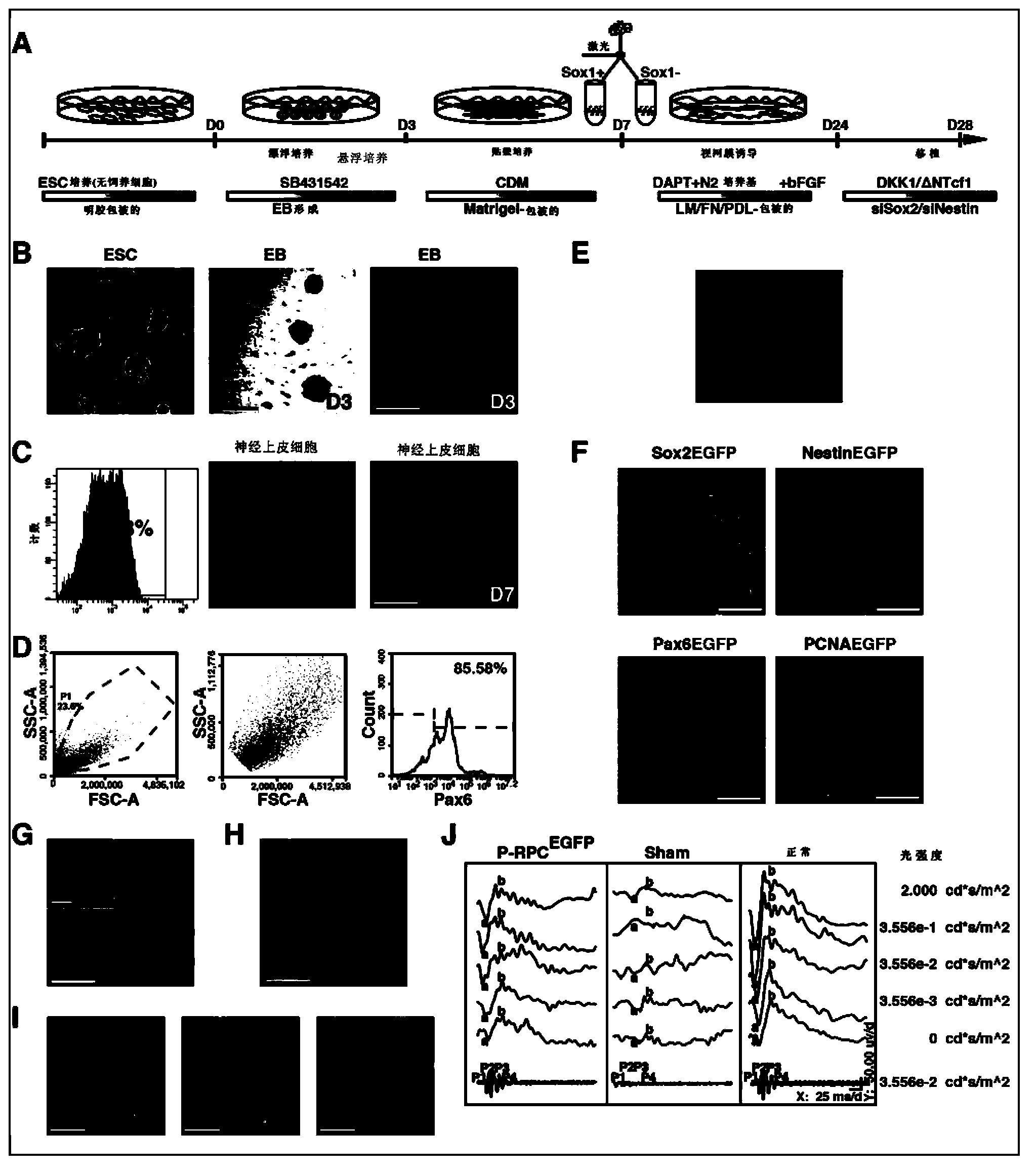Method of regulating and controlling retinal progenitor cell generated by inducing