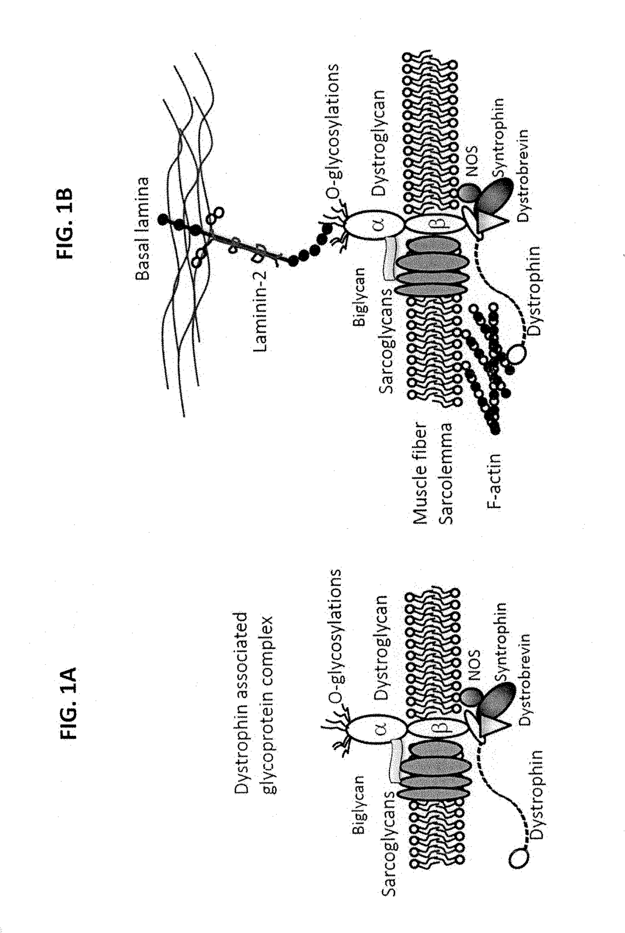 Multispecific binding molecules having specificity to dystroglycan and laminin-2