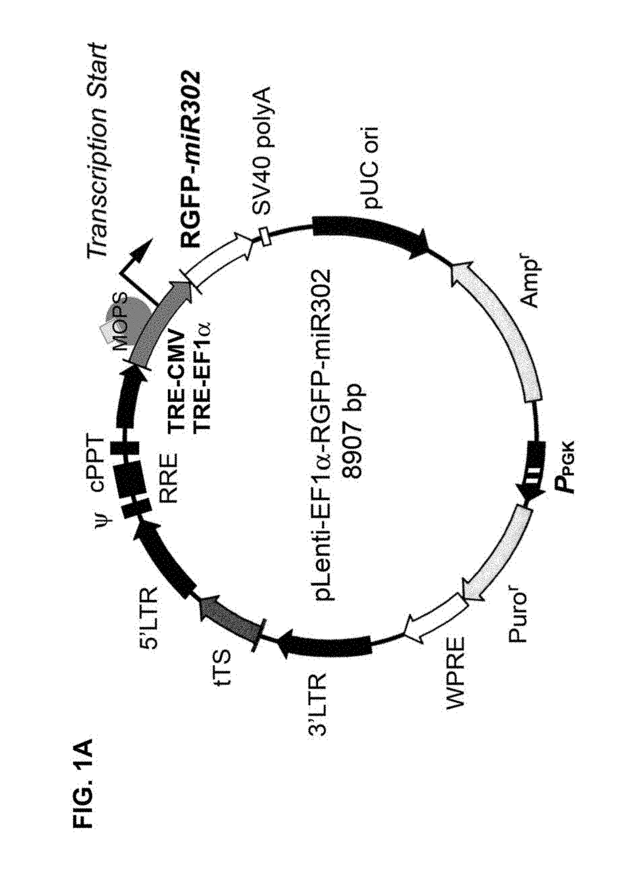 Composition and method of using mir-302 precursors as drugs for treating alzheimer's diseases