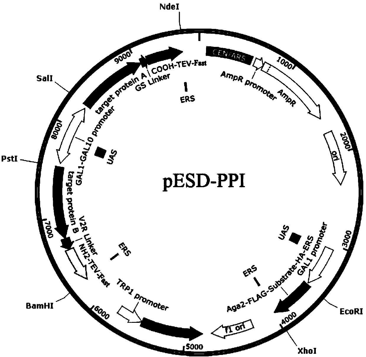 Construction method of split-TEV-Fast system and application of split-TEV-Fast system in detecting protein interaction