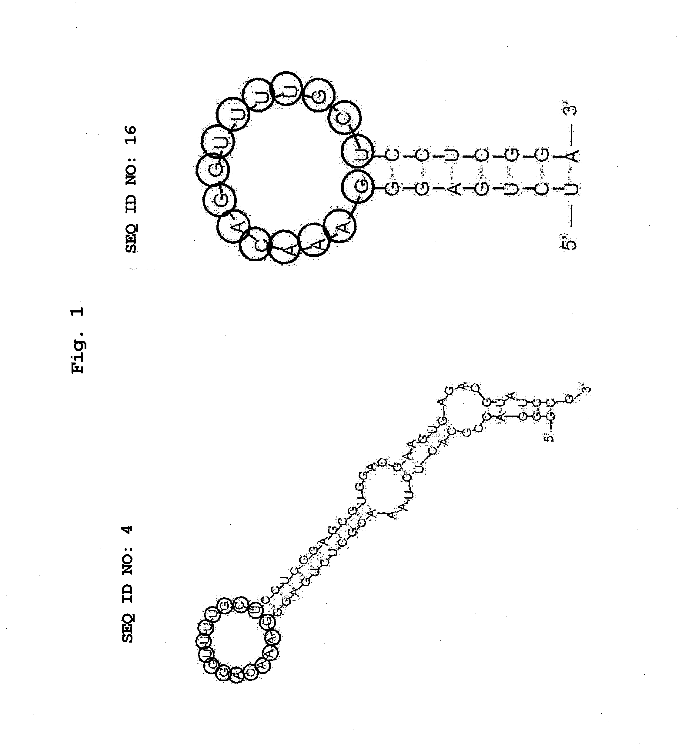 Aptamer for bonding to autotaxin and inhibiting biological activity of autotaxin, and use for same