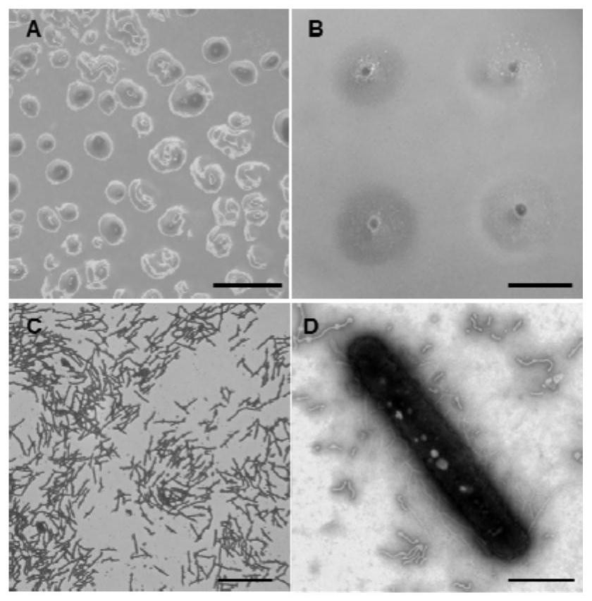 Myxococcus xanthus preying on ralstonia solanacearum and application of myxococcus xanthus in biological prevention and control of tomato bacterial wilt