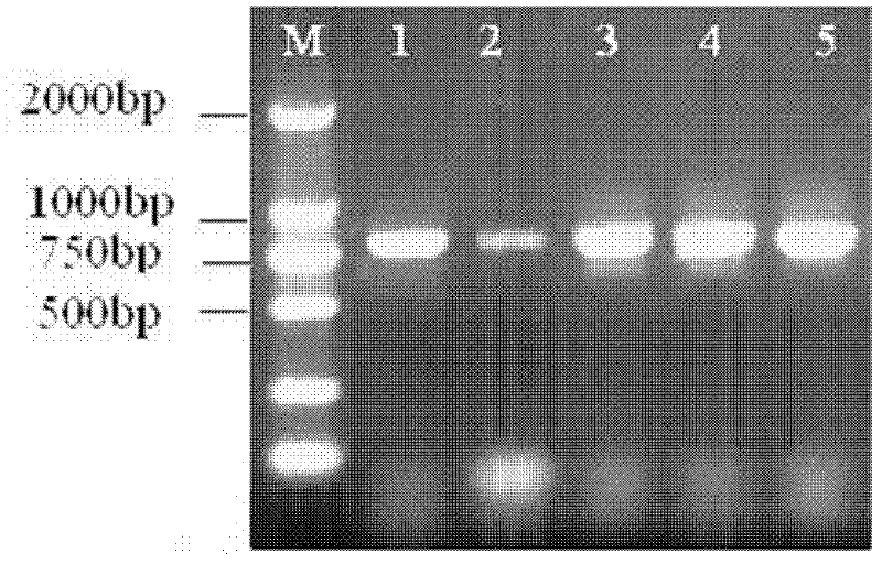 High throughput method for rapidly extracting genomic DNA of fungus