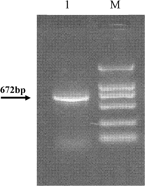 Preparation method of secretory type Rpf (Resuscitation promoting factor) factor based on transformant and application thereof