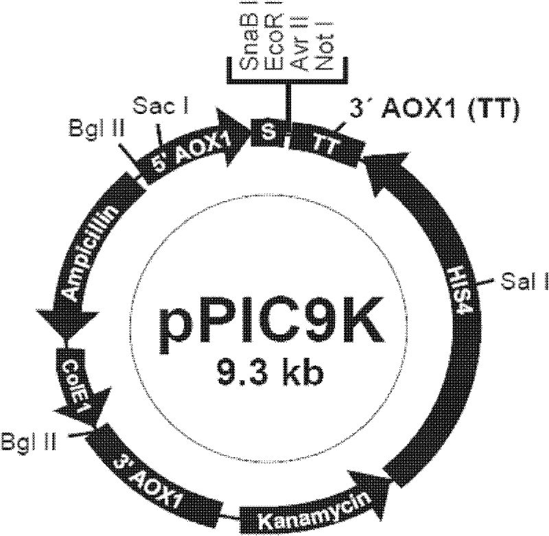 Preparation method of secretory type Rpf (Resuscitation promoting factor) factor based on transformant and application thereof