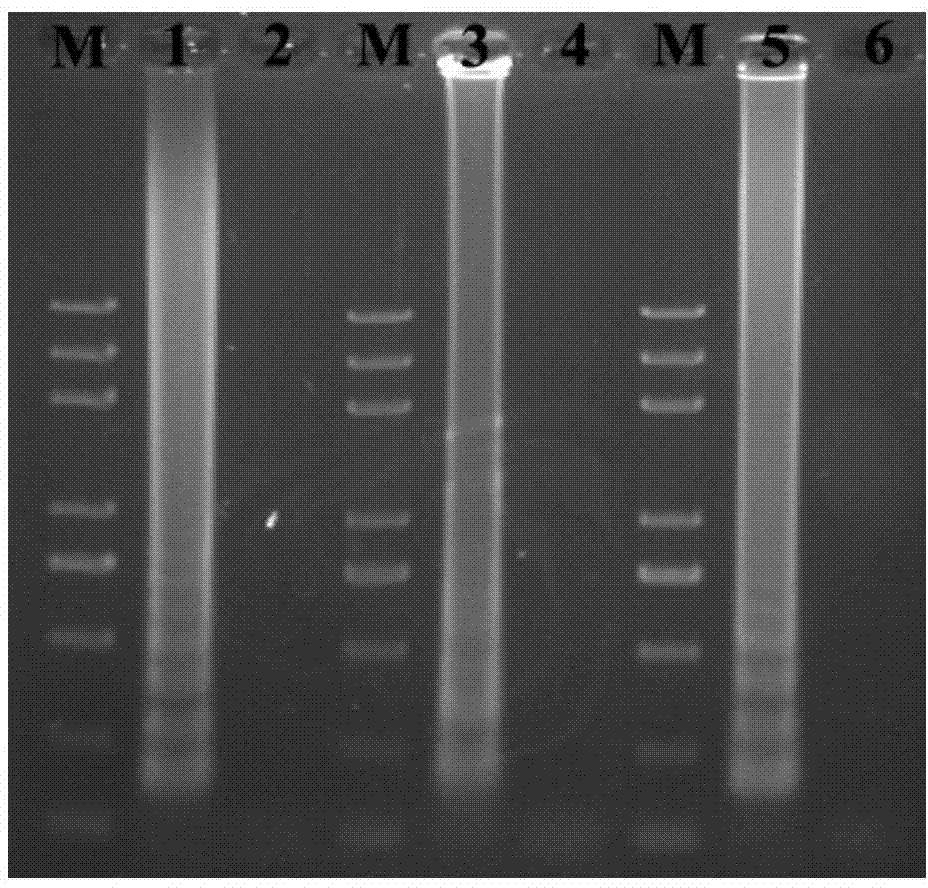 Rapid test method for reverse transcription loop-mediated isothermal amplification of turnip mosaic viruses