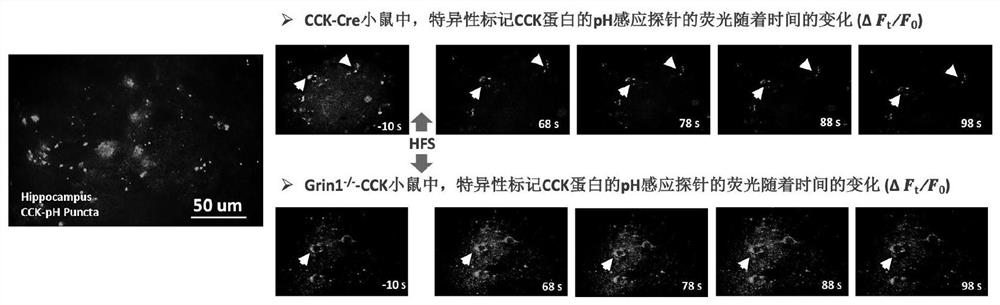 Biological fluorescent probe for dynamically monitoring cholecystokinin and application thereof