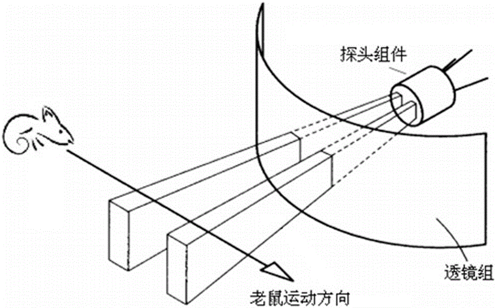 Mouse trace detector probe