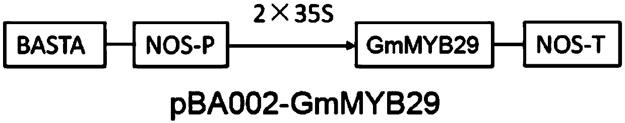 A kind of soybean myb type transcription factor gmmyb29 and its coding gene and application