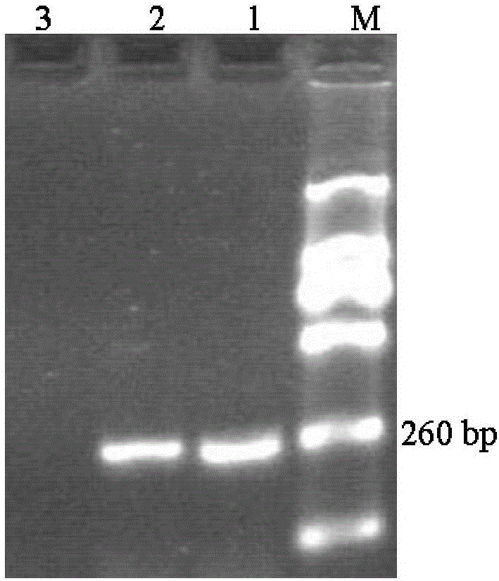 Kit for direct PCR (polymerase chain reaction) detection on porcine contagious pleuropneumonia pathogen and application thereof