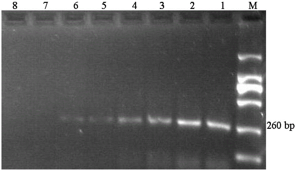 Kit for direct PCR (polymerase chain reaction) detection on porcine contagious pleuropneumonia pathogen and application thereof