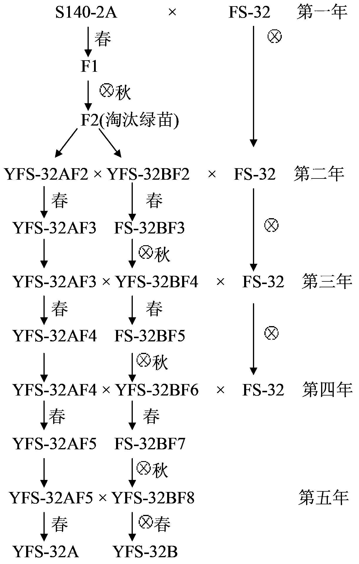 Seed selection method and breeding method of yellow-bud pimento cytoplasmic male sterile line