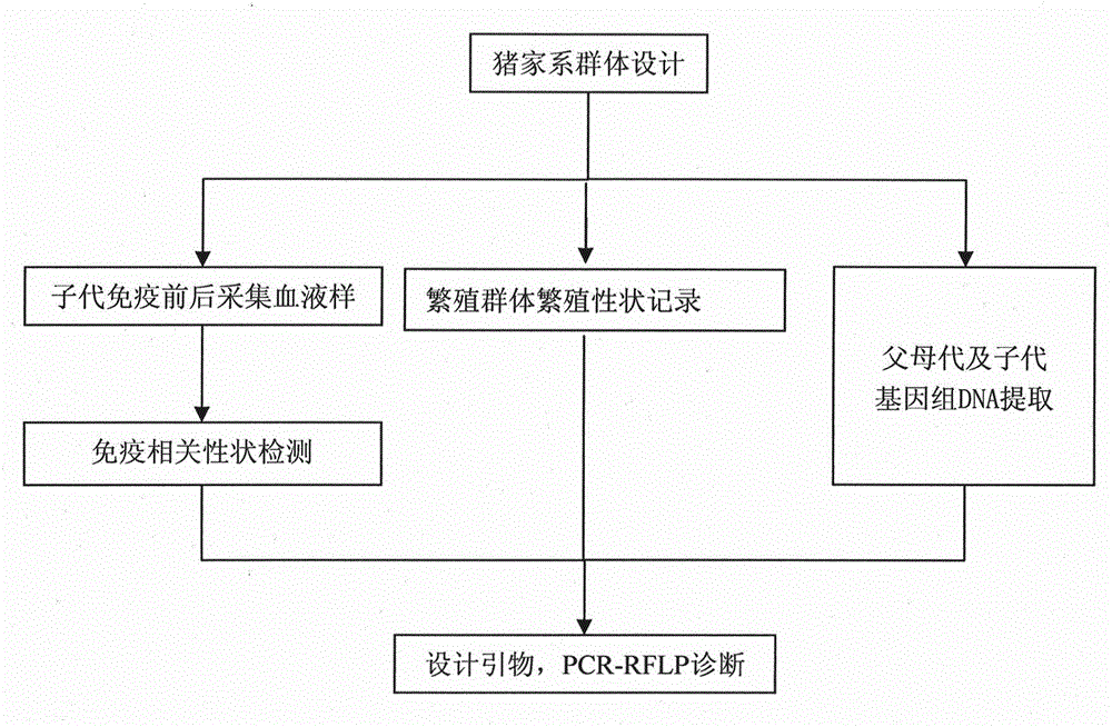 Molecular marker ISG15 related to pig immune and reproductive traits