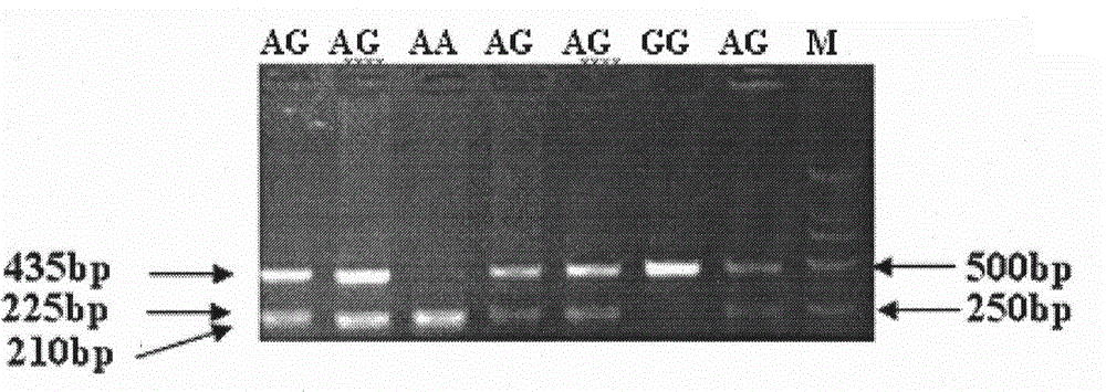 Molecular marker ISG15 related to pig immune and reproductive traits