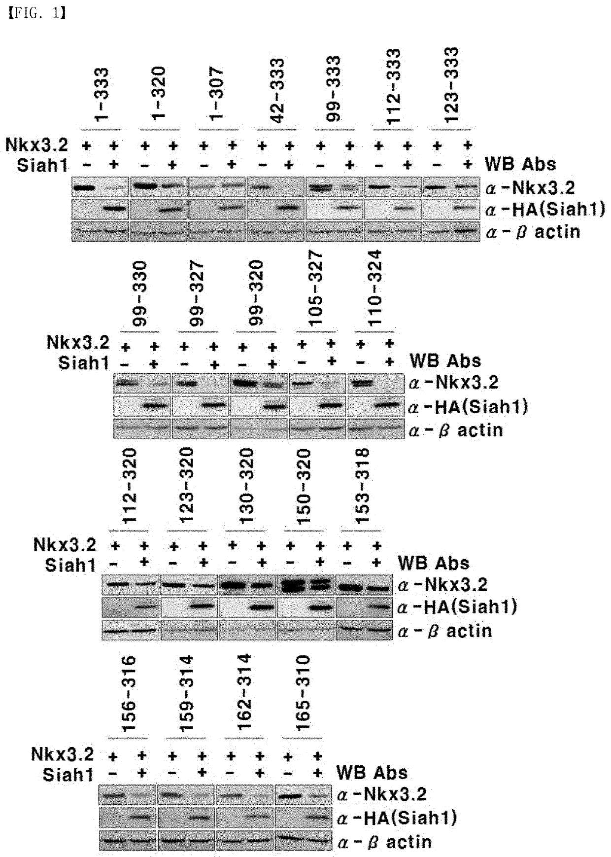 Nkx3.2 fragment and pharmaceutical composition comprising same as active ingredient