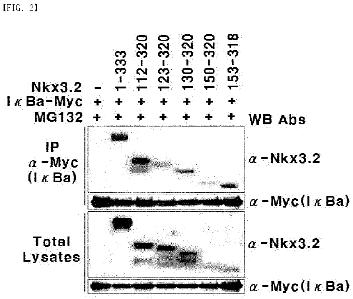 Nkx3.2 fragment and pharmaceutical composition comprising same as active ingredient