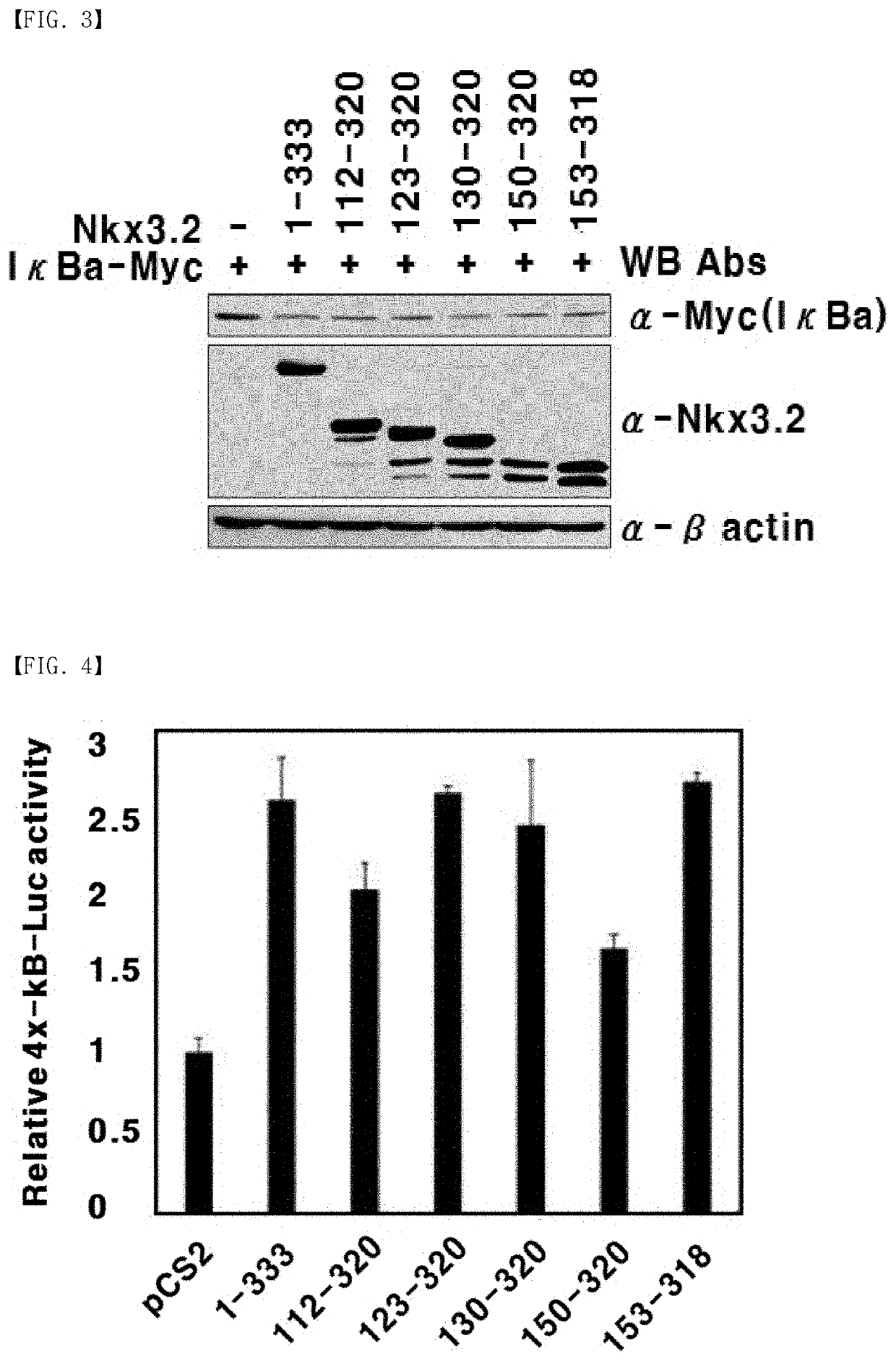 Nkx3.2 fragment and pharmaceutical composition comprising same as active ingredient