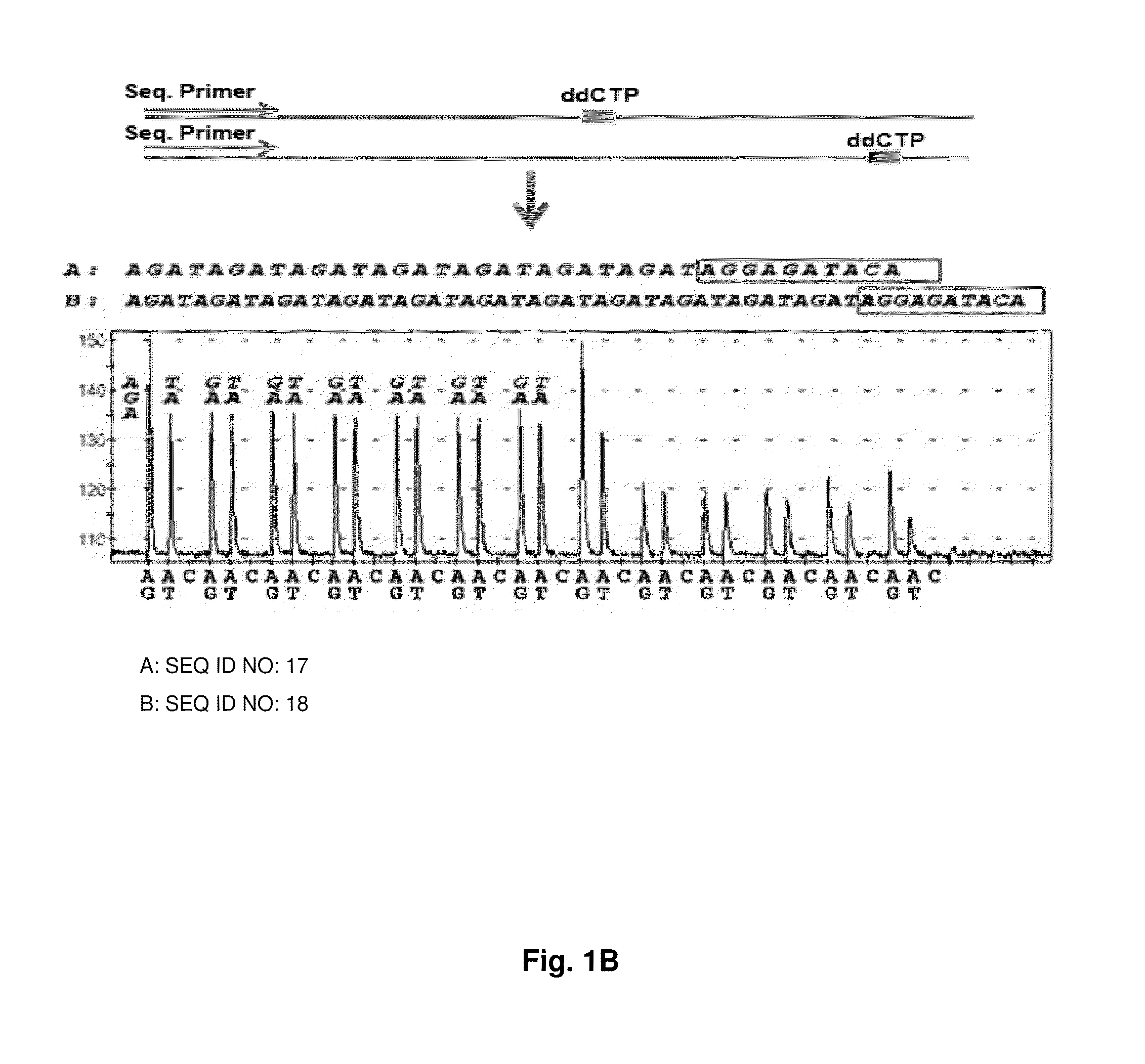 DNA template tailoring using pna and modified nucleotides