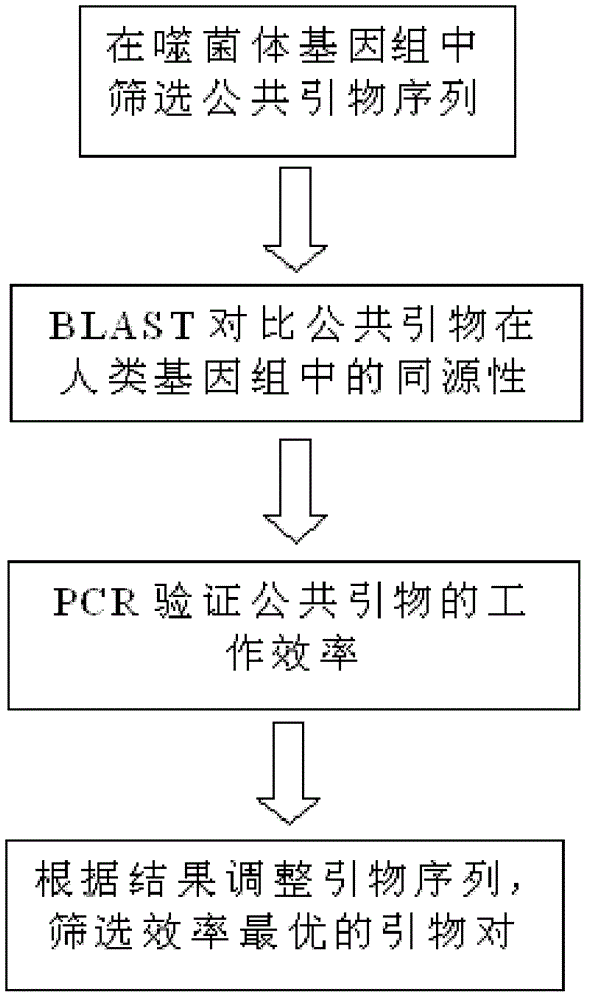 Multiplex polymerase chain reaction (PCR) amplification method and reagent kit