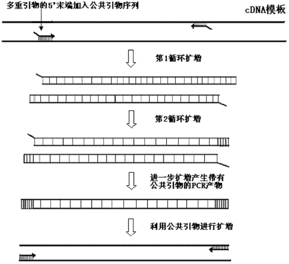 Multiplex polymerase chain reaction (PCR) amplification method and reagent kit