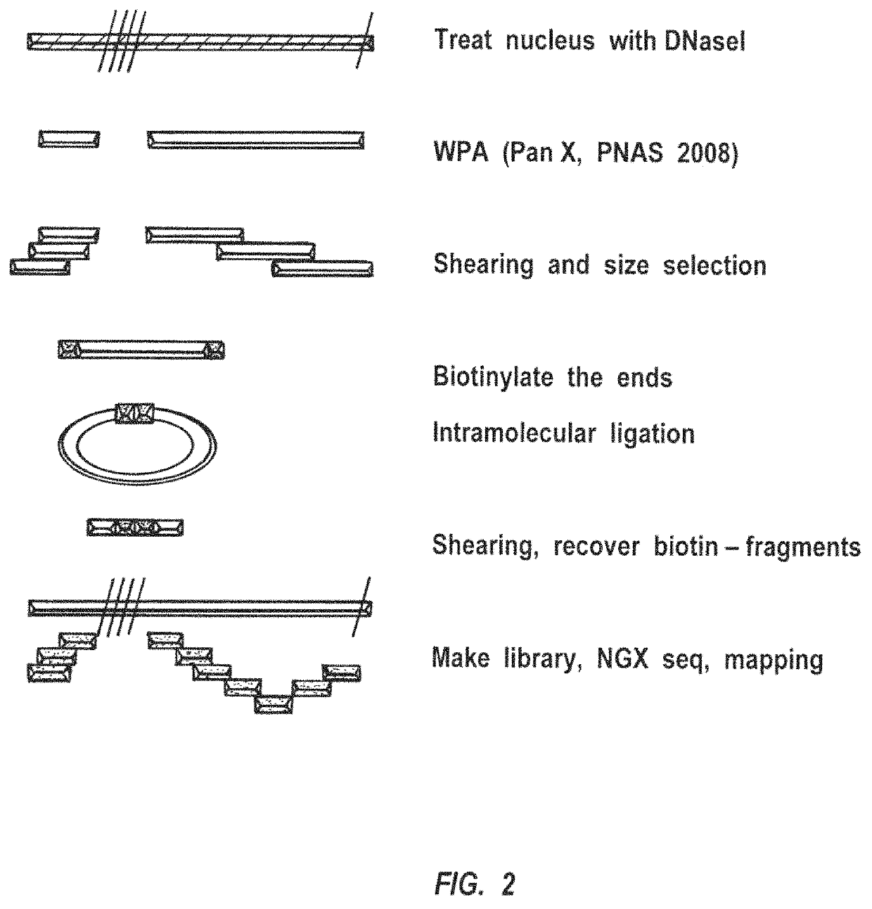 Methods for closed chromatin mapping and DNA methylation analysis for single cells